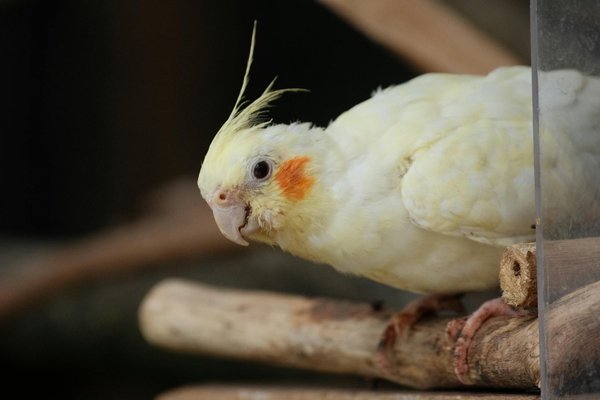 Nourriture pour crevettes et matériel d'aquarium : guide complet