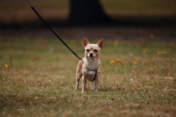Découvrez l'importance des friandises naturelles pour chien