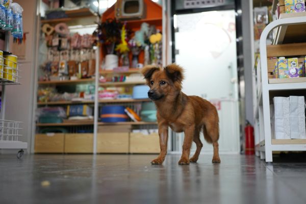 Top 5 raisons d'adopter une animalerie à Lyon pour votre animal