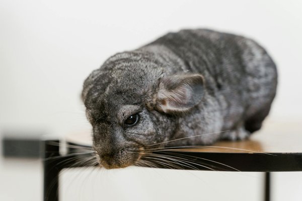 Quels sont les besoins en espace pour un groupe de chinchillas en captivité?