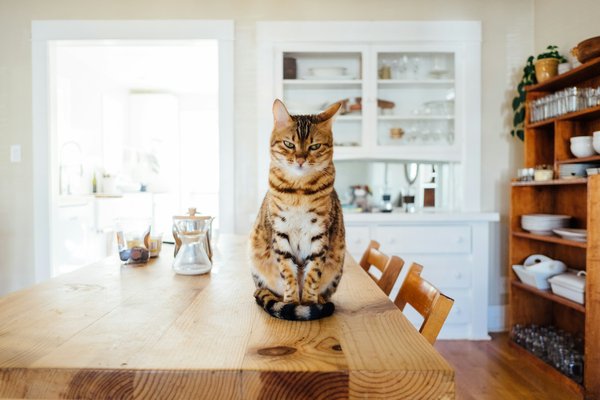 Comment créer un espace de jeu stimulant pour un chat de race Ocicat à l'intérieur?