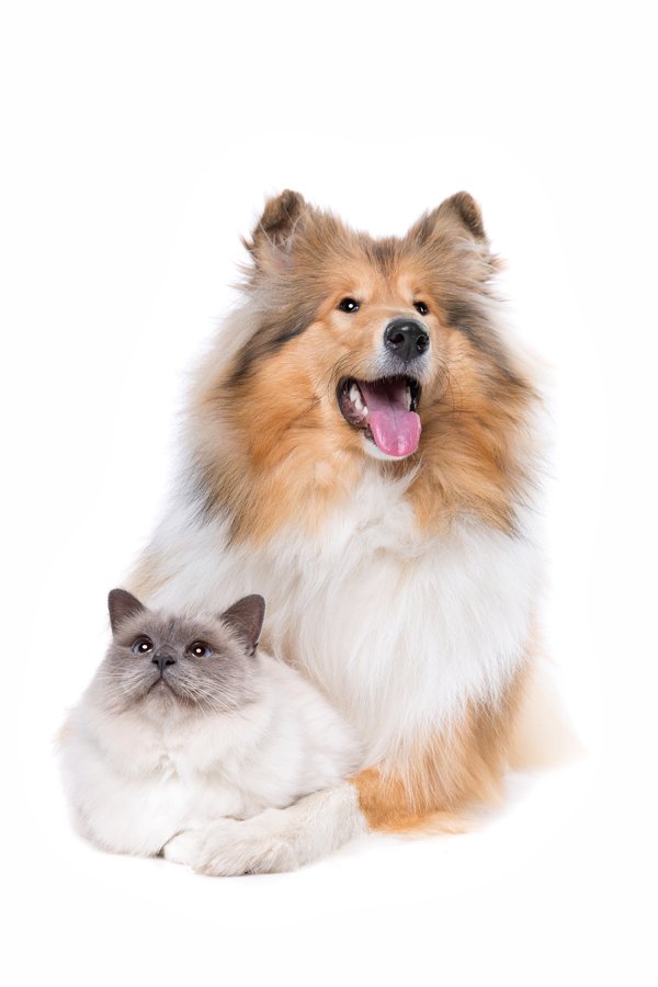 Les secrets pour renforcer le lien avec vos animaux de compagnie