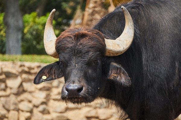 Corne de buffle pour chien : un snack naturel et sain